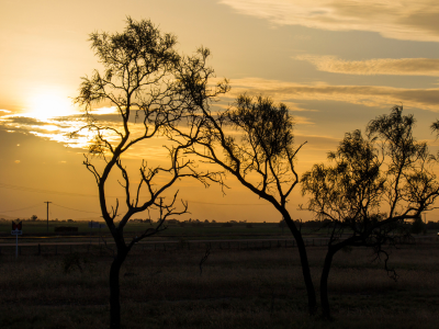 Trees on fenceline with sunrise