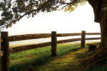 tree and fence at sunset