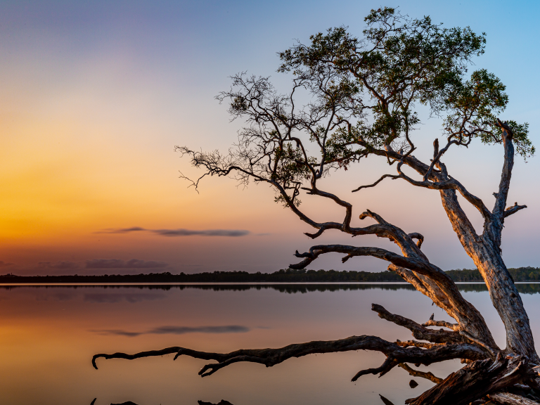 Tree over water at sunset